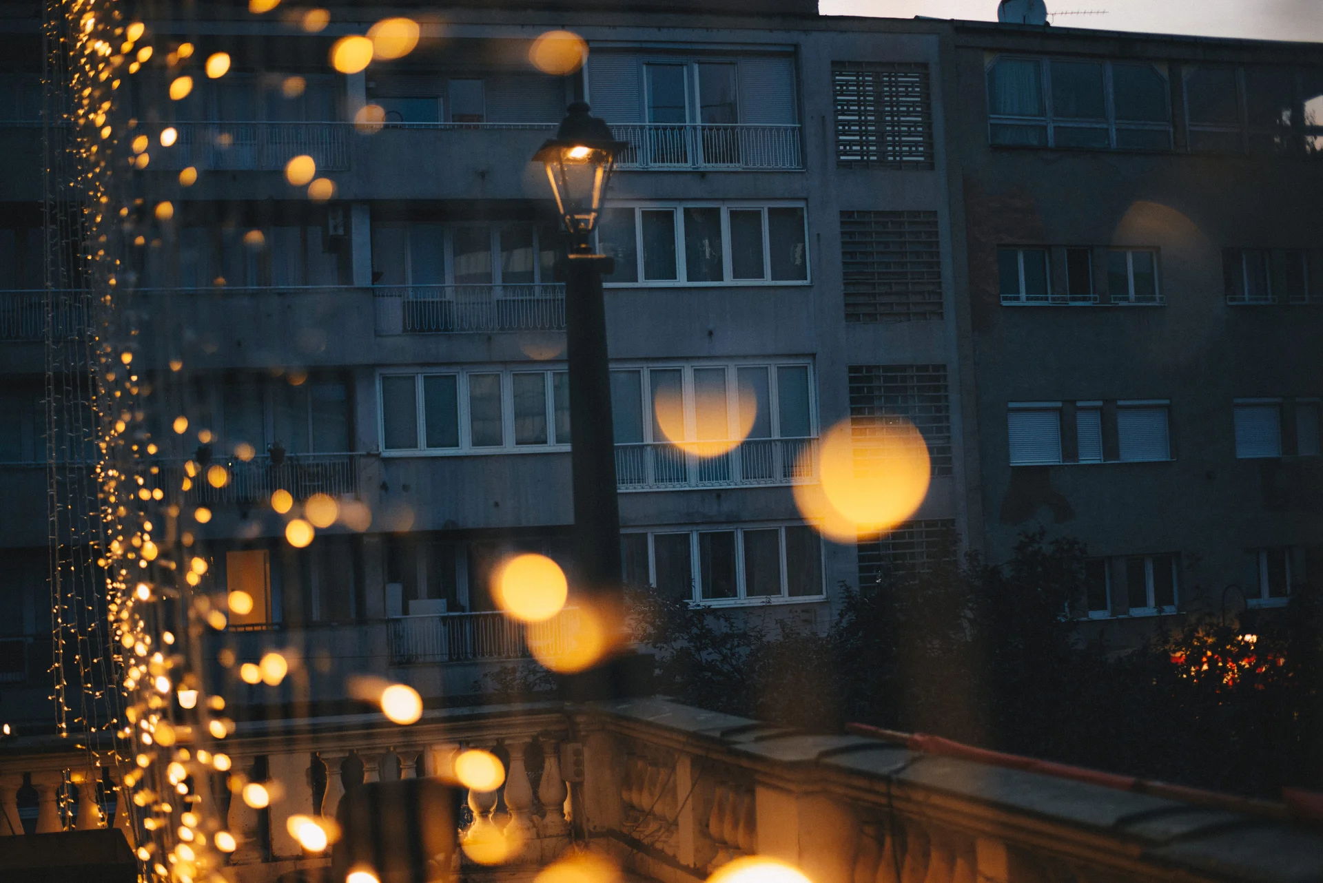 SFF — Festival nights